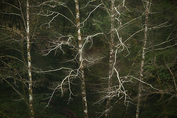 Trees in Rain