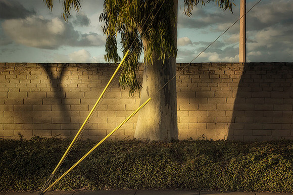 Urban Eucalyptus