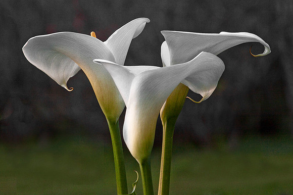 Callas