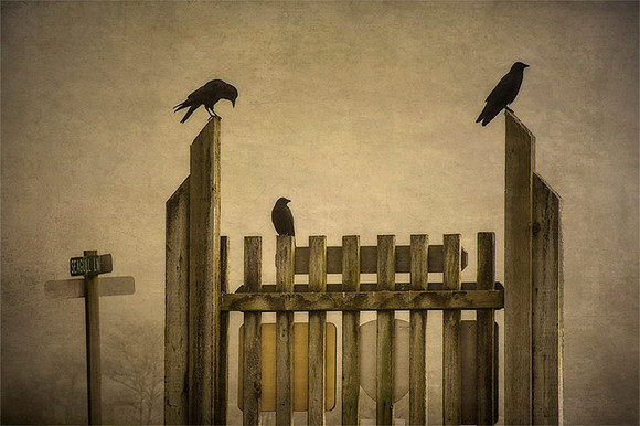 Crows Three