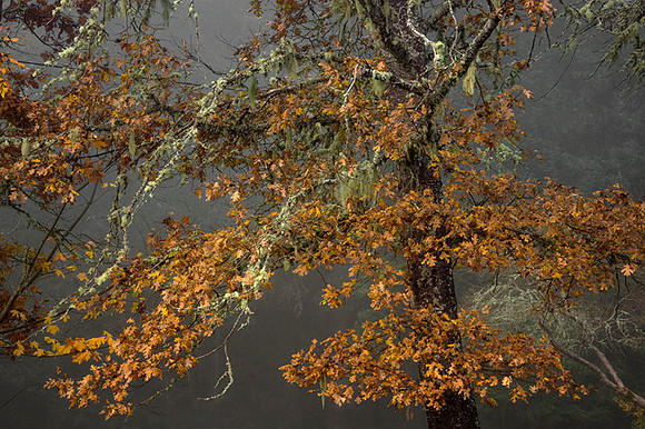 Autumn Whisper