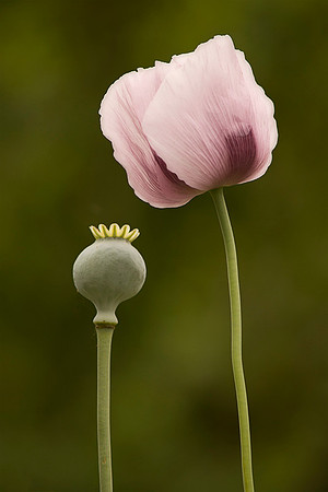 Poppy Powwow