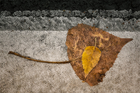 Street Leaves