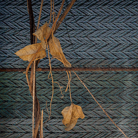 Leaf Design