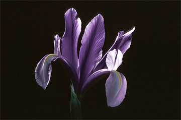 Iris