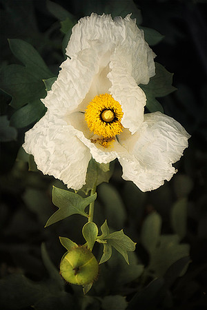 Poppy Poise