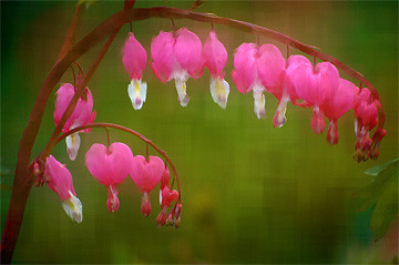 Bleeding Hearts