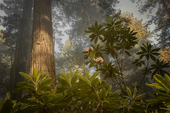 Redwoods & Rhodies