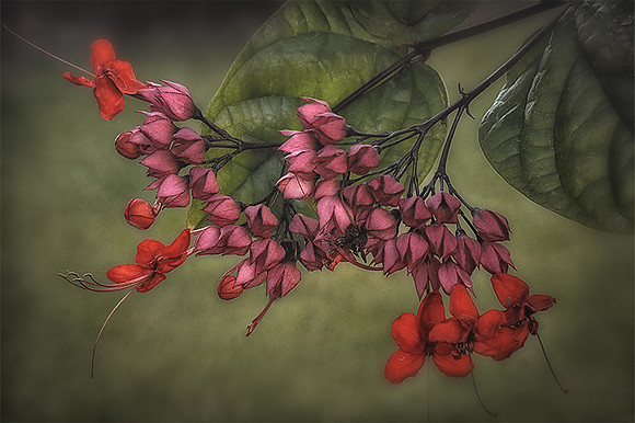 Bleeding Heart Vine