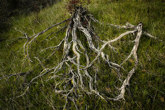 Manzanita Remains