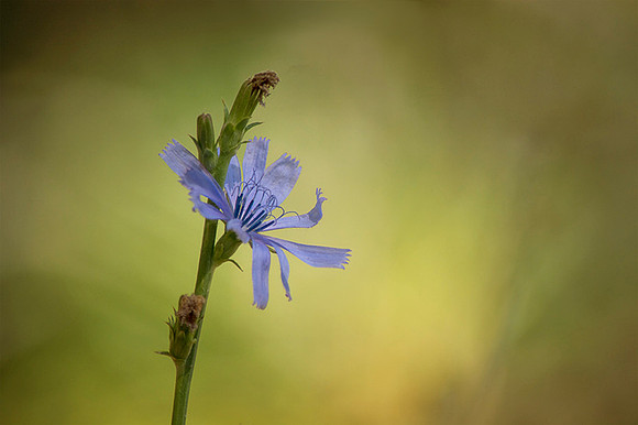 Chicory