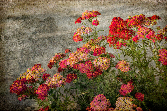 Healing Yarrow