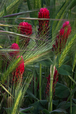 Crimson Clover