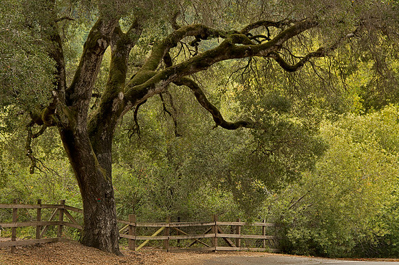 Lucas Valley Oak