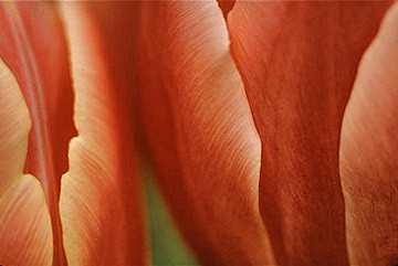 Tulips Up Close