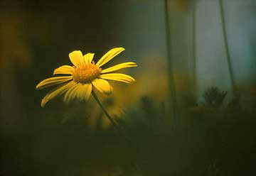 Yellow Daisy