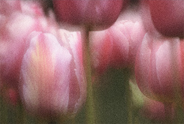 Tulips #2