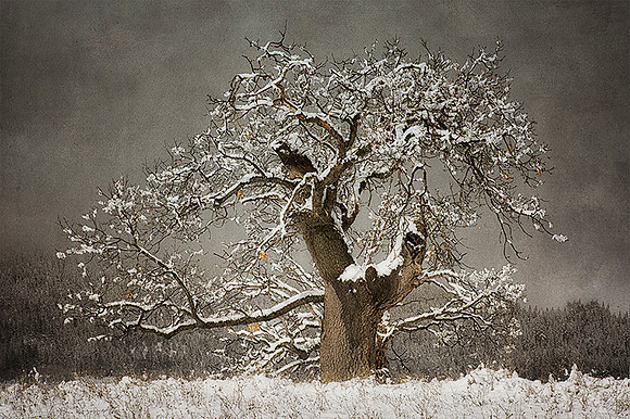 Winter's Presence
