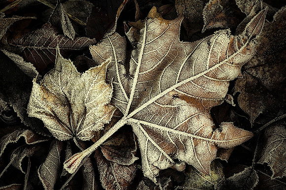 Grace in Decay