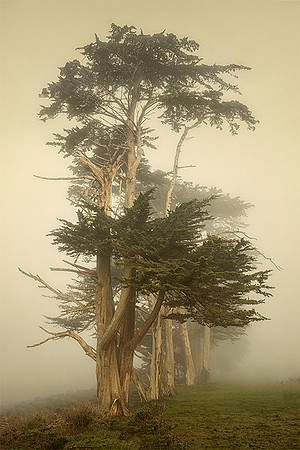 Cypress Synergy
