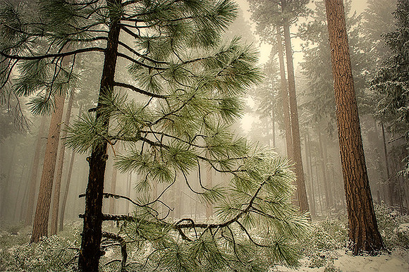 Winter's Arrival