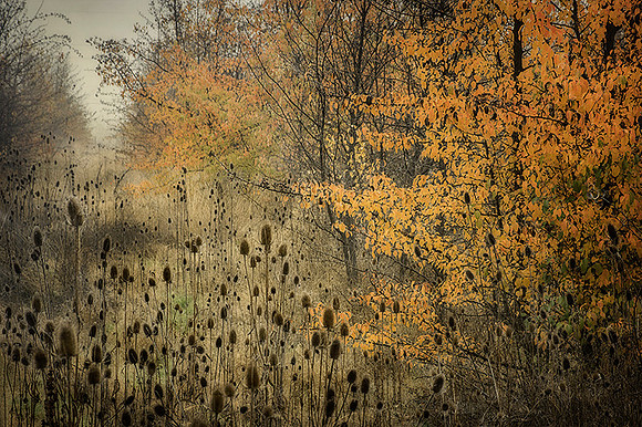 Abandoned Orchard