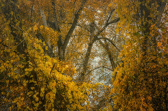 Along Bear Creek