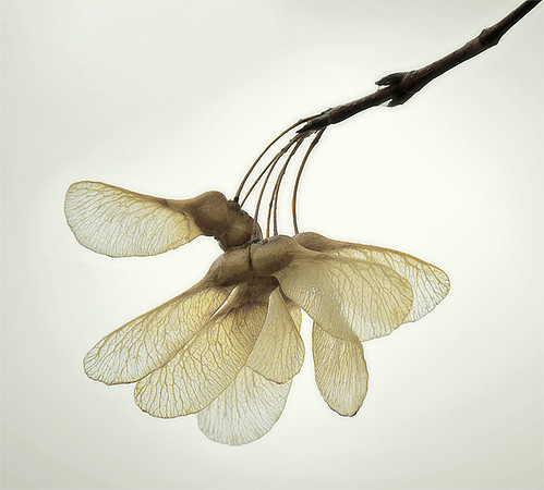 Maple Seedpod