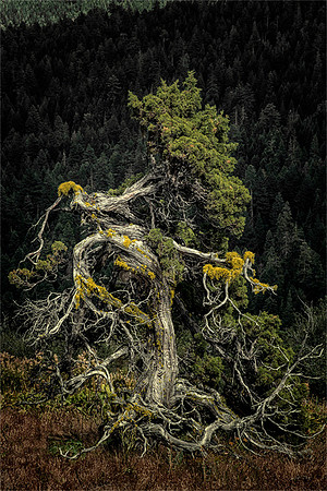 Gnarly Juniper