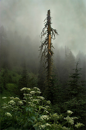 Cascade Morning