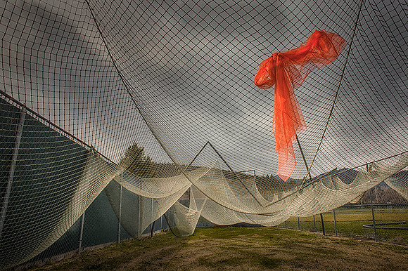 Net Collapse