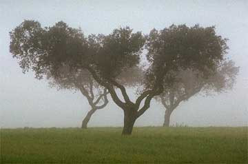 Three Cork Trees