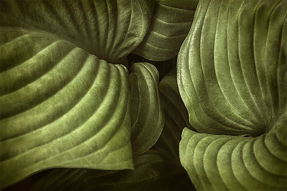 Hosta