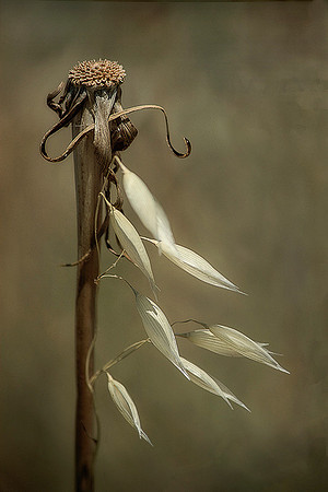 Salsify & Oatstraw