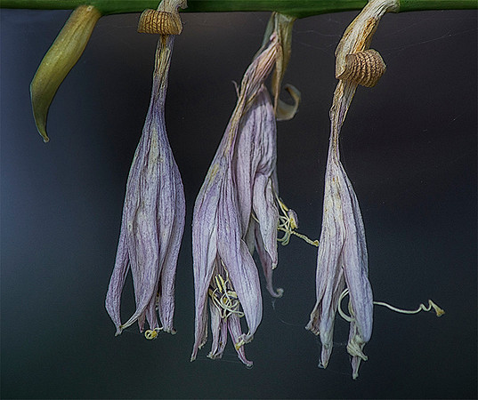 Wilting Blooms