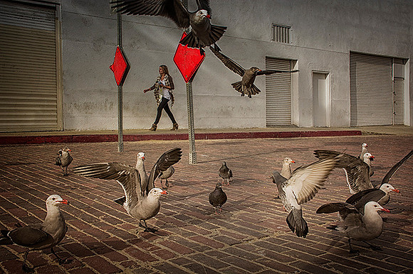 Gull Street