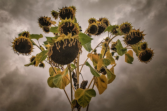 Sunflower Cluster