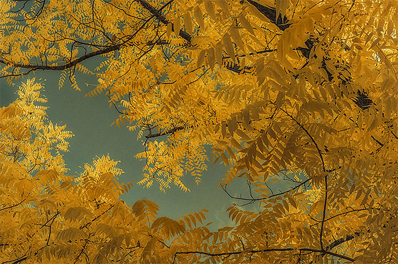Autumn Hues