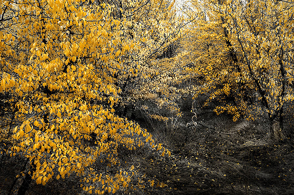 Ex Pear Orchard