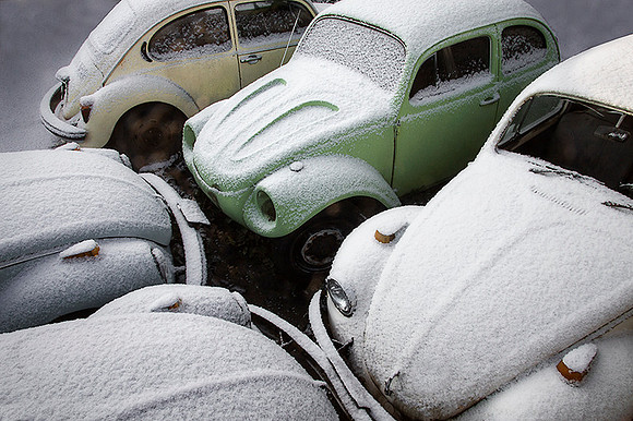 Snow Bugs
