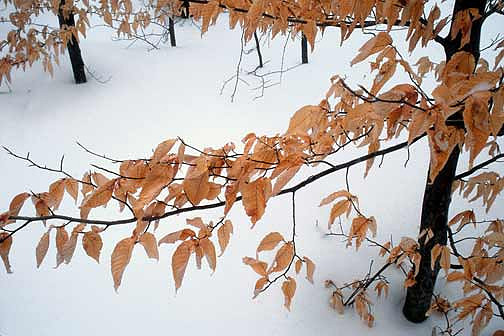 Beech Leaves and Snow