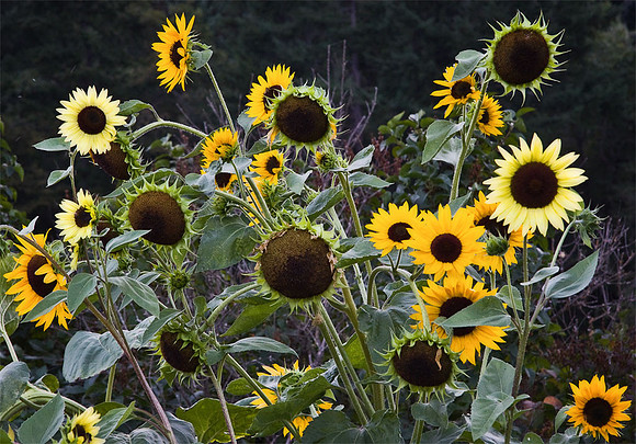 Sunflowers