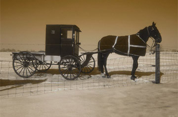 Utility Buggy