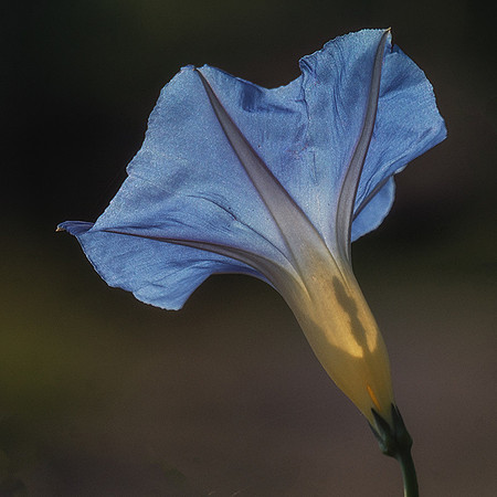 Purple Blossom