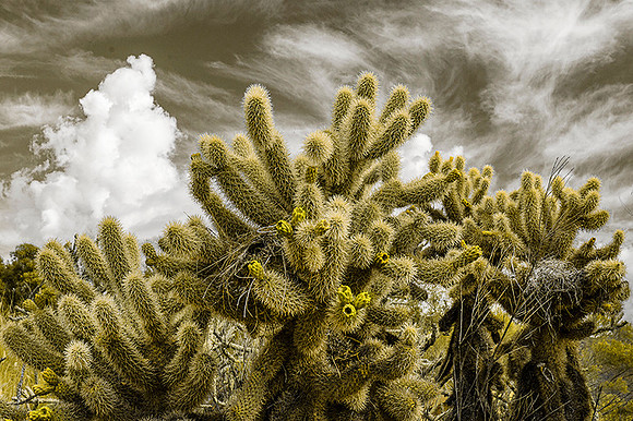 Cactus and Sky