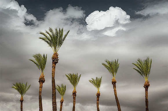 Tucson Palms