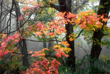 Mt. Okemo Trees in Fall