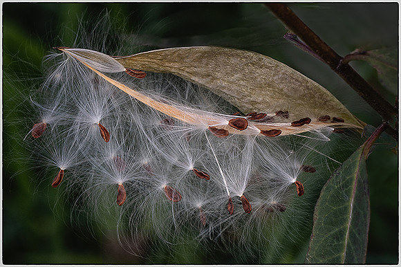 Milkweed 2