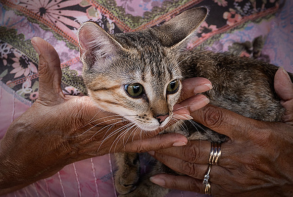 Cat Cuddle