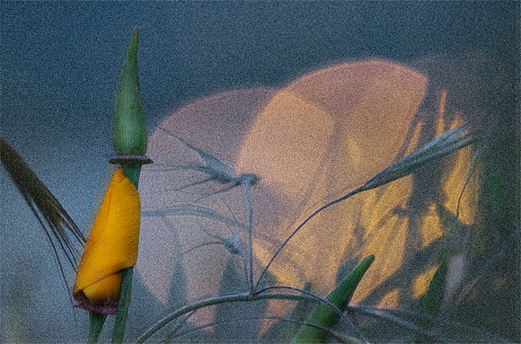 Wildflower Near Dusk